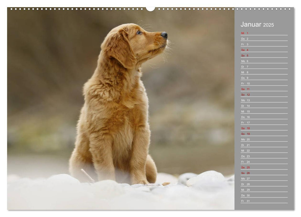 Chesley Kleiner Hund Grosses Abenteuer (CALVENDO Premium Wandkalender 2025)