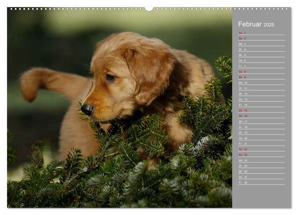 Chesley Kleiner Hund Grosses Abenteuer (CALVENDO Premium Wandkalender 2025)