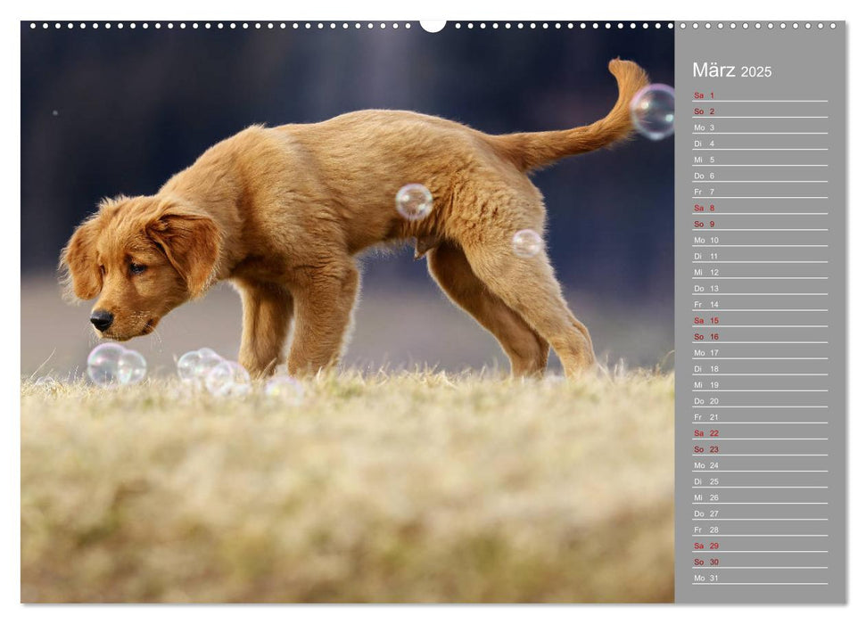 Chesley Kleiner Hund Grosses Abenteuer (CALVENDO Premium Wandkalender 2025)