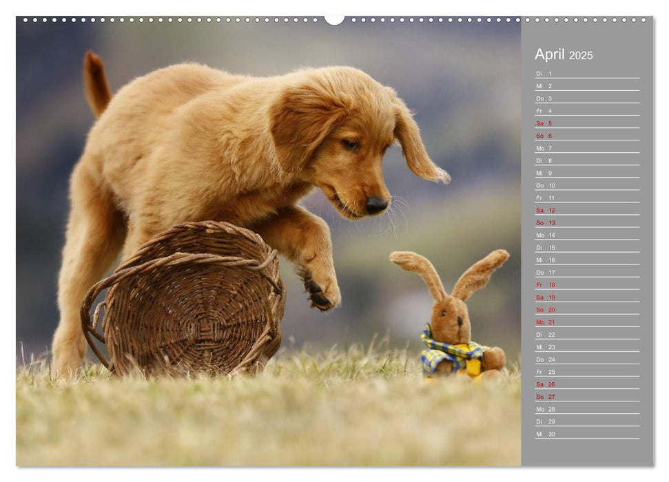 Chesley Kleiner Hund Grosses Abenteuer (CALVENDO Premium Wandkalender 2025)