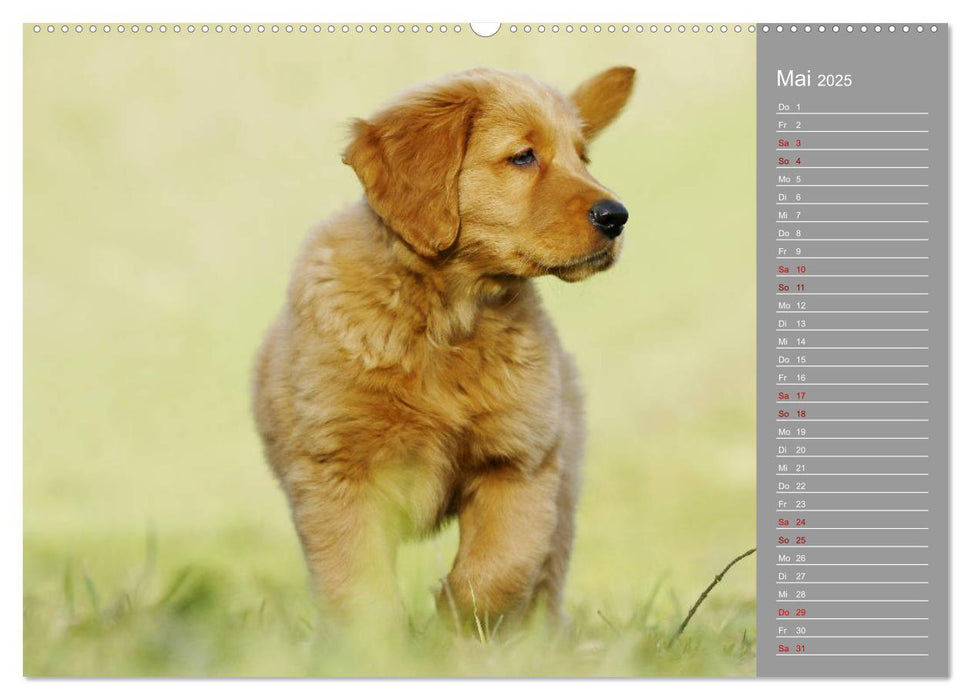 Chesley Kleiner Hund Grosses Abenteuer (CALVENDO Premium Wandkalender 2025)