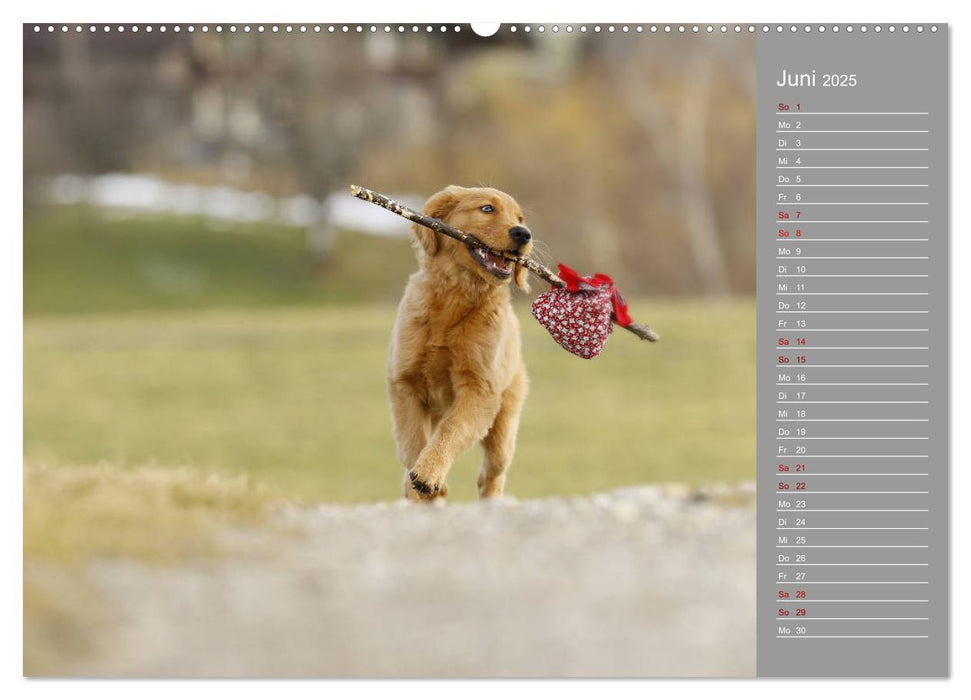 Chesley Kleiner Hund Grosses Abenteuer (CALVENDO Premium Wandkalender 2025)