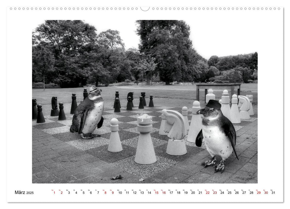 Pinguine privat (CALVENDO Premium Wandkalender 2025)