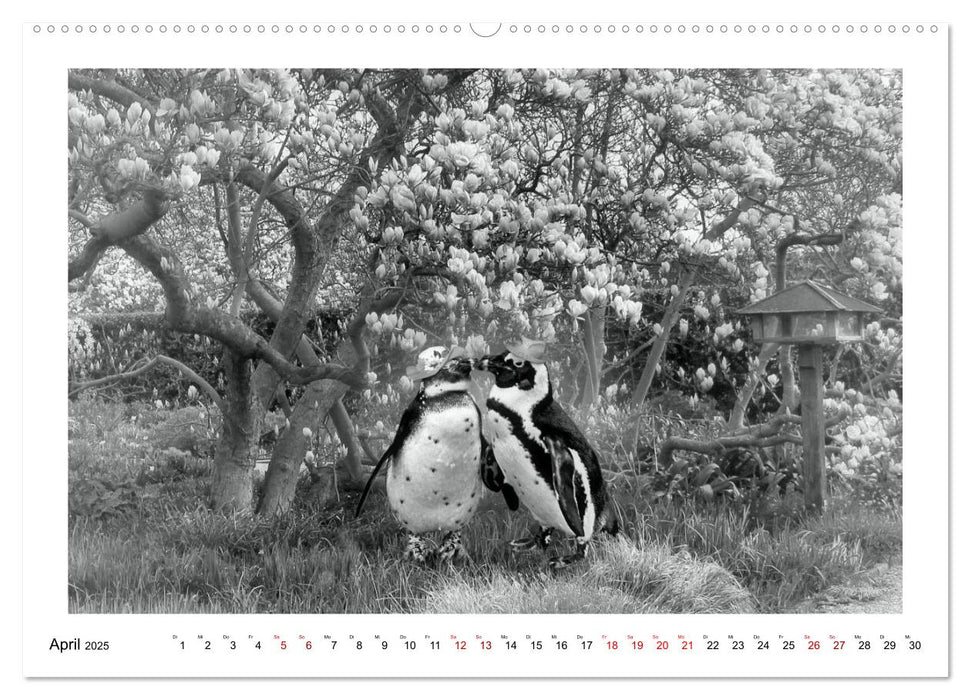 Pinguine privat (CALVENDO Premium Wandkalender 2025)