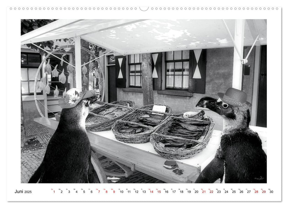 Pinguine privat (CALVENDO Premium Wandkalender 2025)