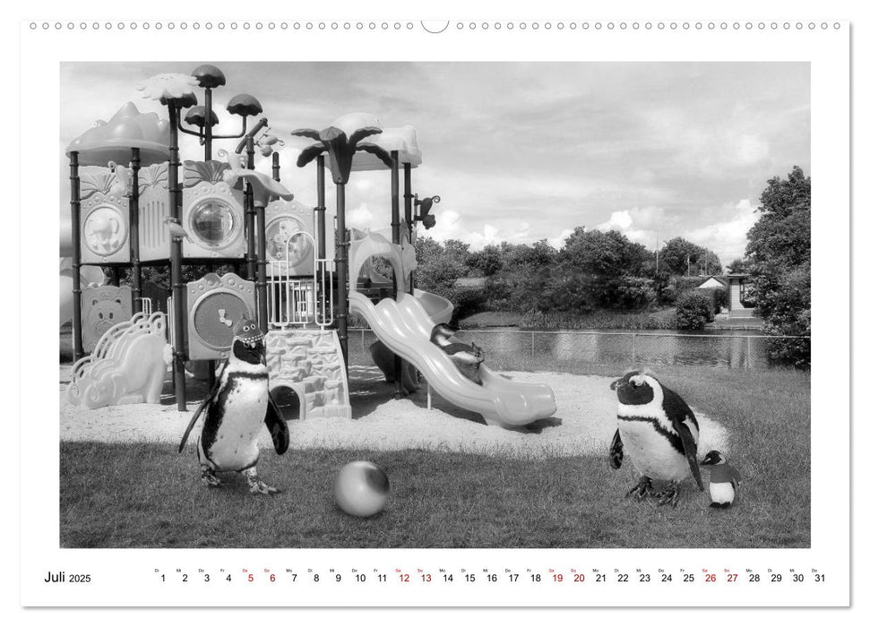 Pinguine privat (CALVENDO Premium Wandkalender 2025)