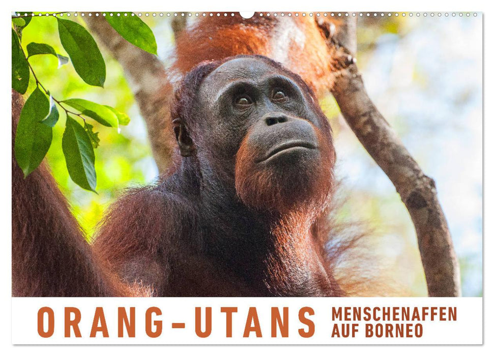 Orang-Utans Menschenaffen auf Borneo (CALVENDO Wandkalender 2025)