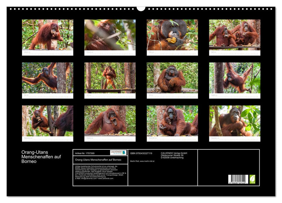 Orang-Utans Menschenaffen auf Borneo (CALVENDO Wandkalender 2025)