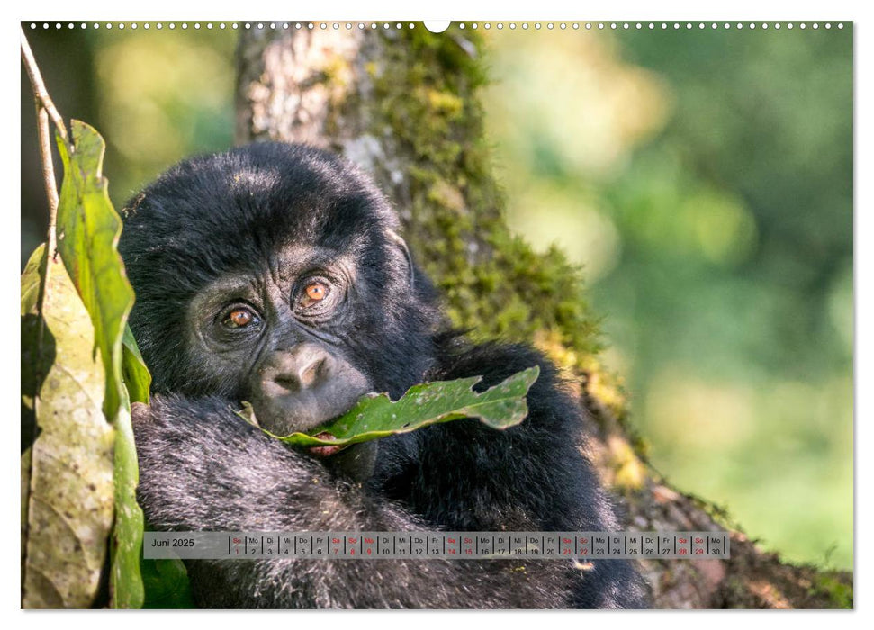 Begegnungen - Berggorillas im Bwindi Nationalpark (CALVENDO Premium Wandkalender 2025)