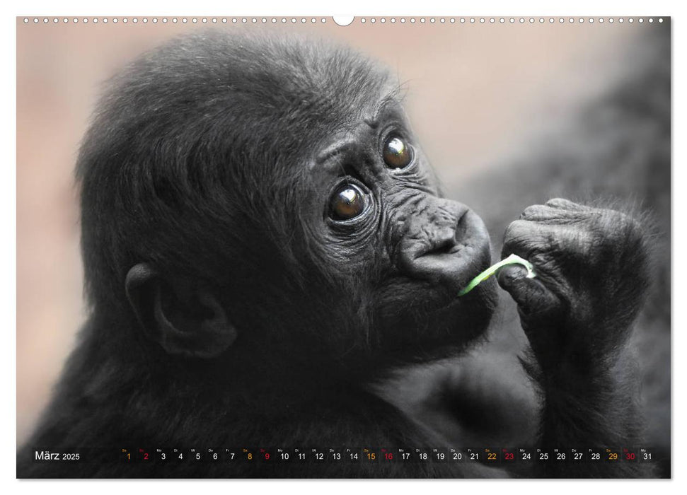 MENSCHENAFFENKINDER 2 (CALVENDO Premium Wandkalender 2025)