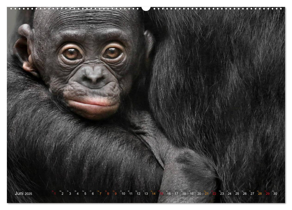 MENSCHENAFFENKINDER 2 (CALVENDO Premium Wandkalender 2025)