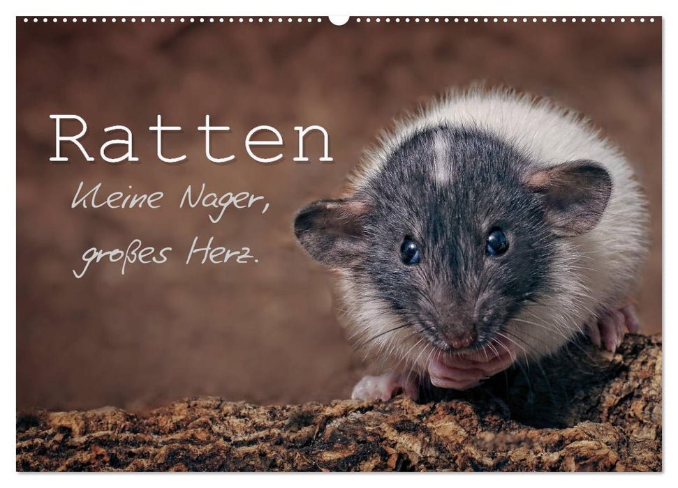 Ratten. Kleine Nager, großes Herz. (CALVENDO Wandkalender 2025)