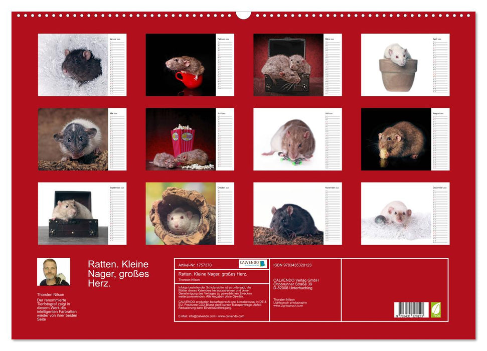 Ratten. Kleine Nager, großes Herz. (CALVENDO Wandkalender 2025)