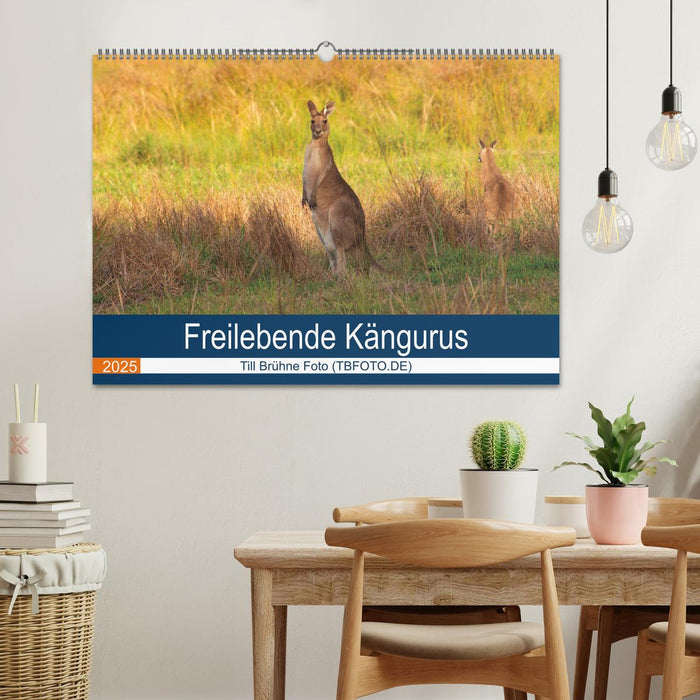 Freilebende Kängurus (CALVENDO Wandkalender 2025)