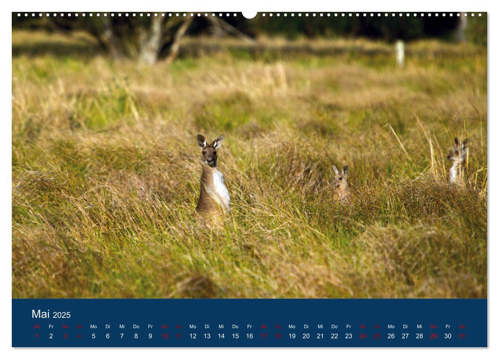 Freilebende Kängurus (CALVENDO Wandkalender 2025)