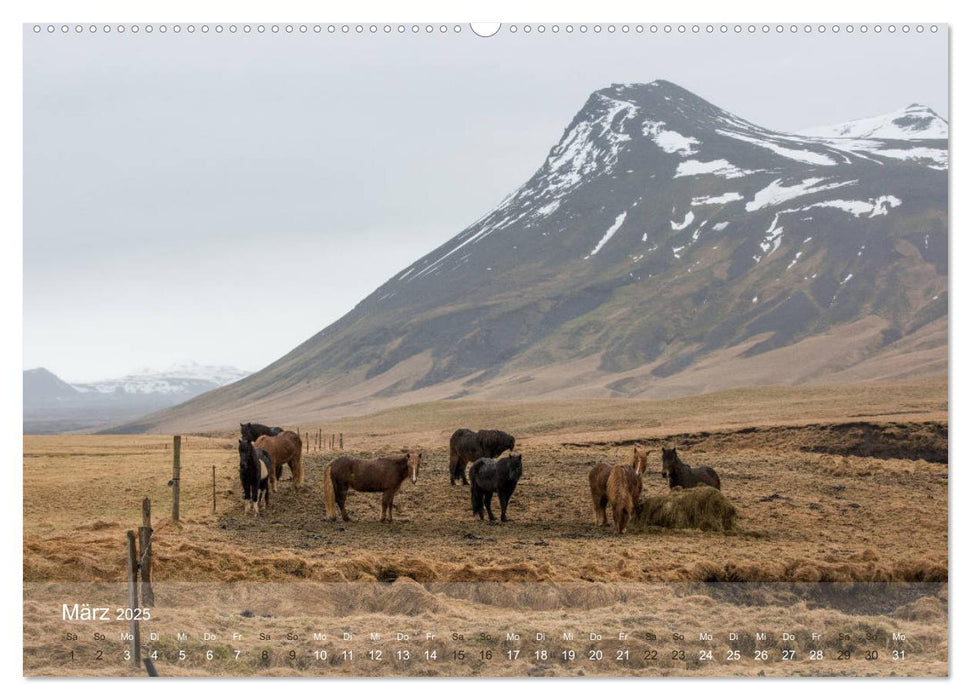 Islandpferde - Der Tölt Kalender (CALVENDO Premium Wandkalender 2025)