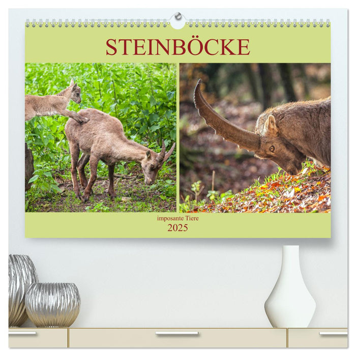 Steinböcke - imposante Tiere (CALVENDO Premium Wandkalender 2025)