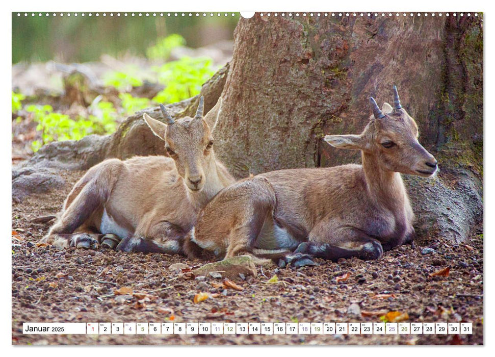 Steinböcke - imposante Tiere (CALVENDO Premium Wandkalender 2025)