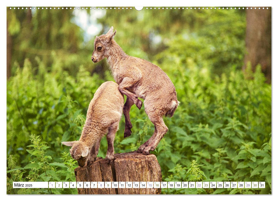 Steinböcke - imposante Tiere (CALVENDO Premium Wandkalender 2025)