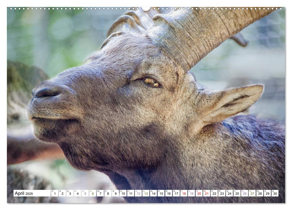 Steinböcke - imposante Tiere (CALVENDO Premium Wandkalender 2025)