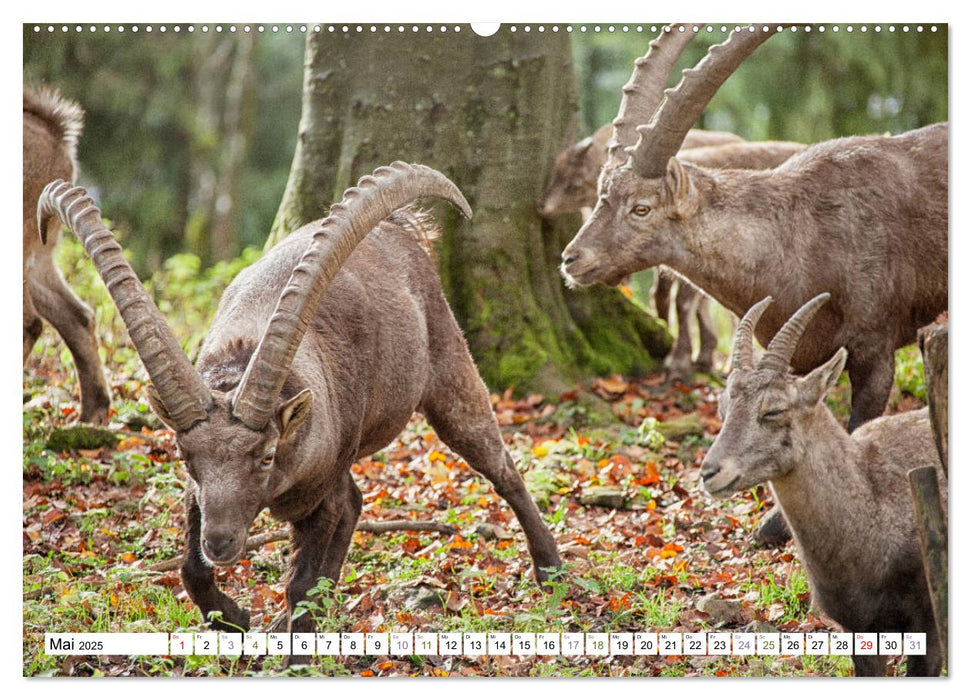 Steinböcke - imposante Tiere (CALVENDO Premium Wandkalender 2025)