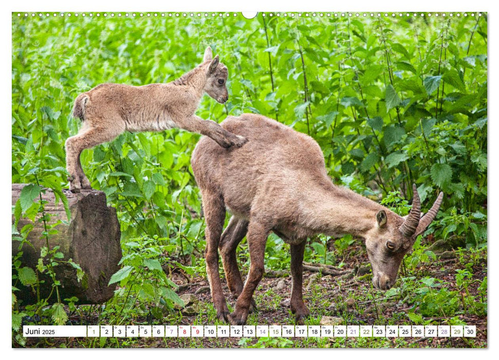 Steinböcke - imposante Tiere (CALVENDO Premium Wandkalender 2025)