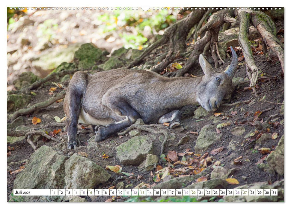 Steinböcke - imposante Tiere (CALVENDO Premium Wandkalender 2025)