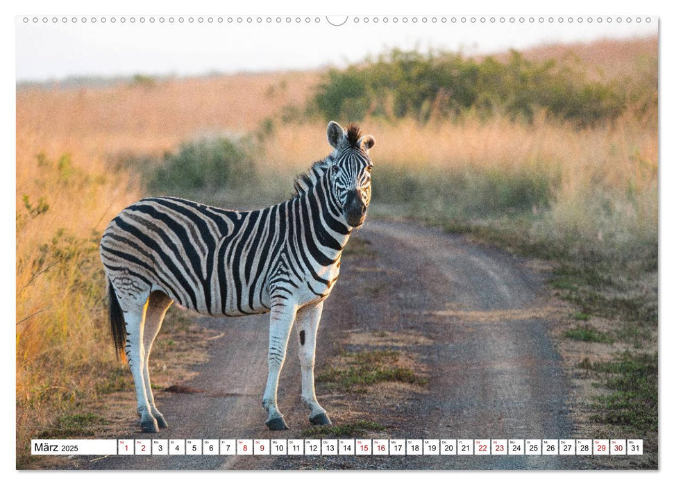 Zebras, Stars in Streifen (CALVENDO Premium Wandkalender 2025)