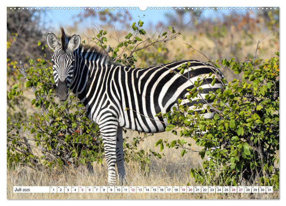 Zebras, Stars in Streifen (CALVENDO Premium Wandkalender 2025)