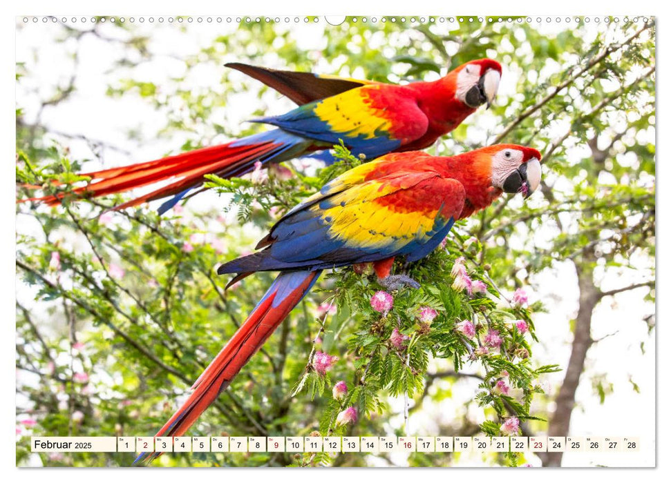 Costa Rica - Farben des Regenwaldes (CALVENDO Wandkalender 2025)