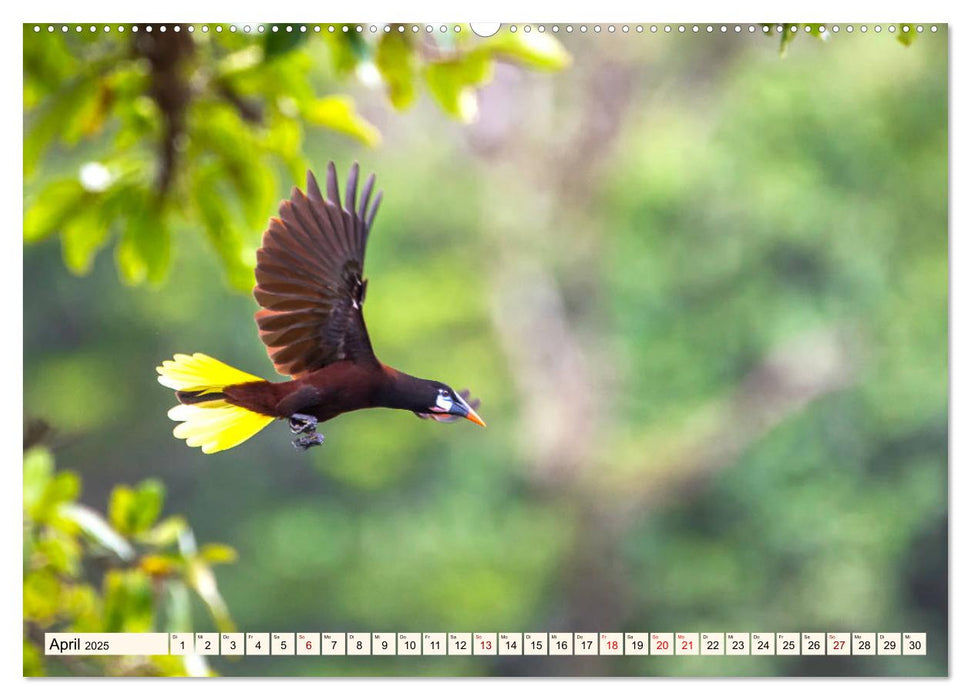 Costa Rica - Farben des Regenwaldes (CALVENDO Wandkalender 2025)