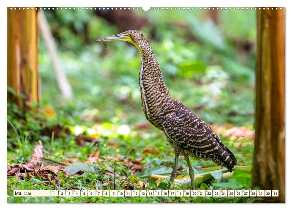 Costa Rica - Farben des Regenwaldes (CALVENDO Wandkalender 2025)