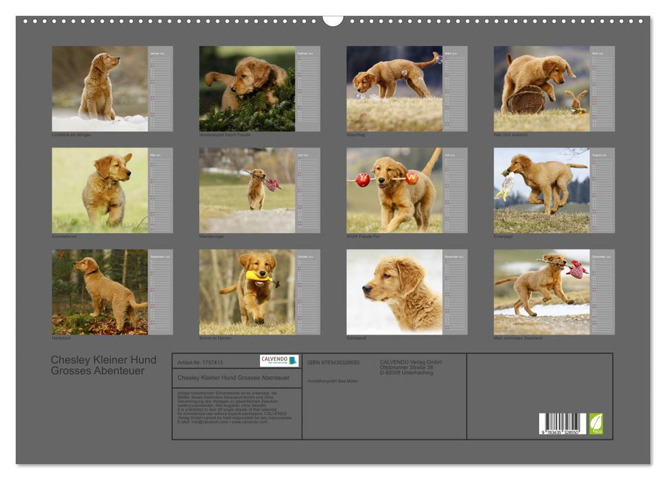 Chesley Kleiner Hund Grosses Abenteuer (CALVENDO Wandkalender 2025)