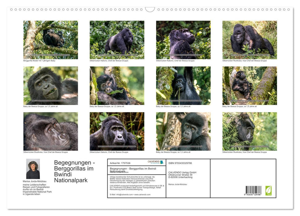 Begegnungen - Berggorillas im Bwindi Nationalpark (CALVENDO Wandkalender 2025)