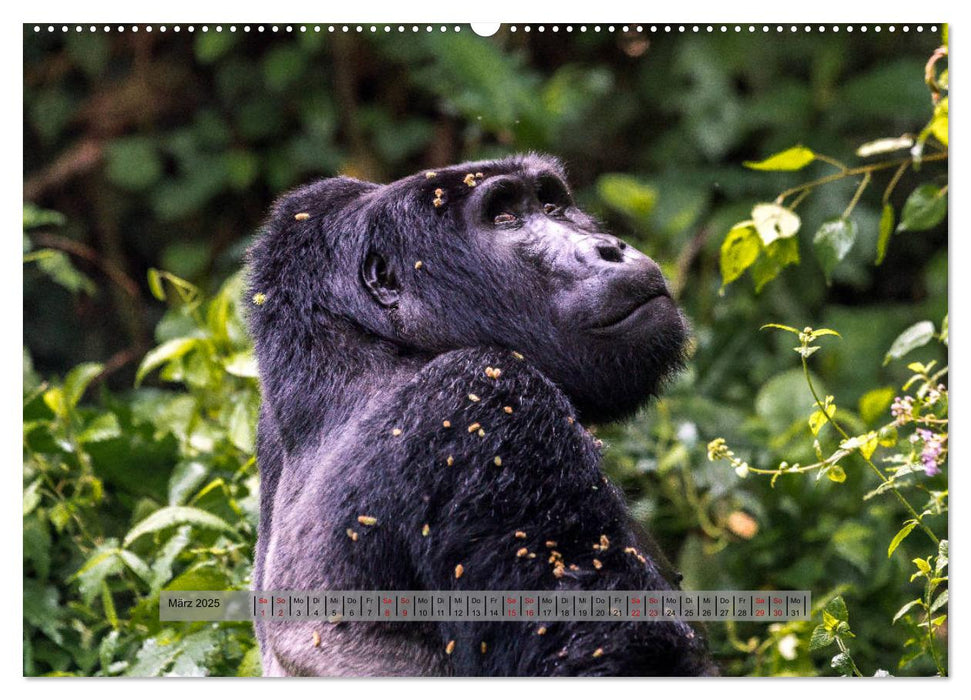 Begegnungen - Berggorillas im Bwindi Nationalpark (CALVENDO Wandkalender 2025)