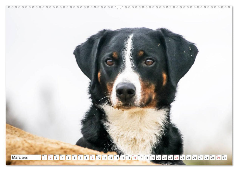 Sennenhund Rassen (CALVENDO Premium Wandkalender 2025)