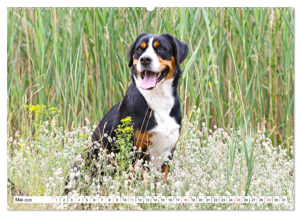 Sennenhund Rassen (CALVENDO Premium Wandkalender 2025)