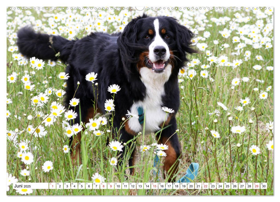 Sennenhund Rassen (CALVENDO Premium Wandkalender 2025)