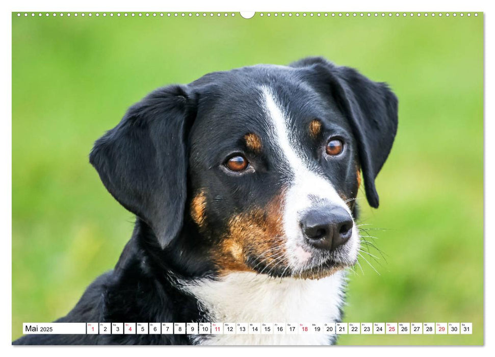 Appenzeller Sennenhunde (CALVENDO Premium Wandkalender 2025)