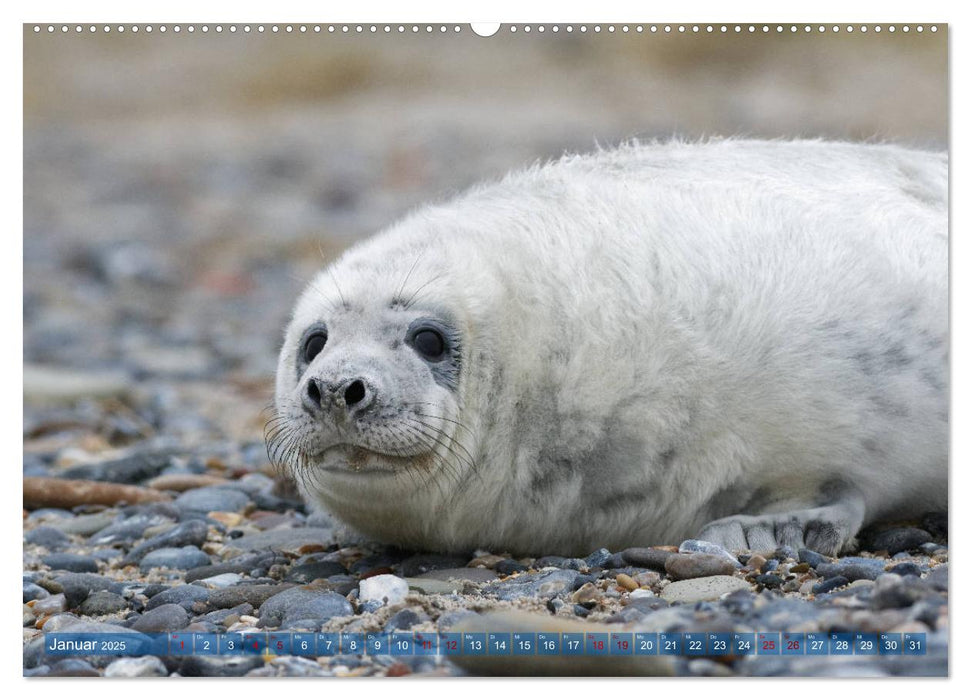 Robben - Lustige Bewohner Helgolands (CALVENDO Premium Wandkalender 2025)