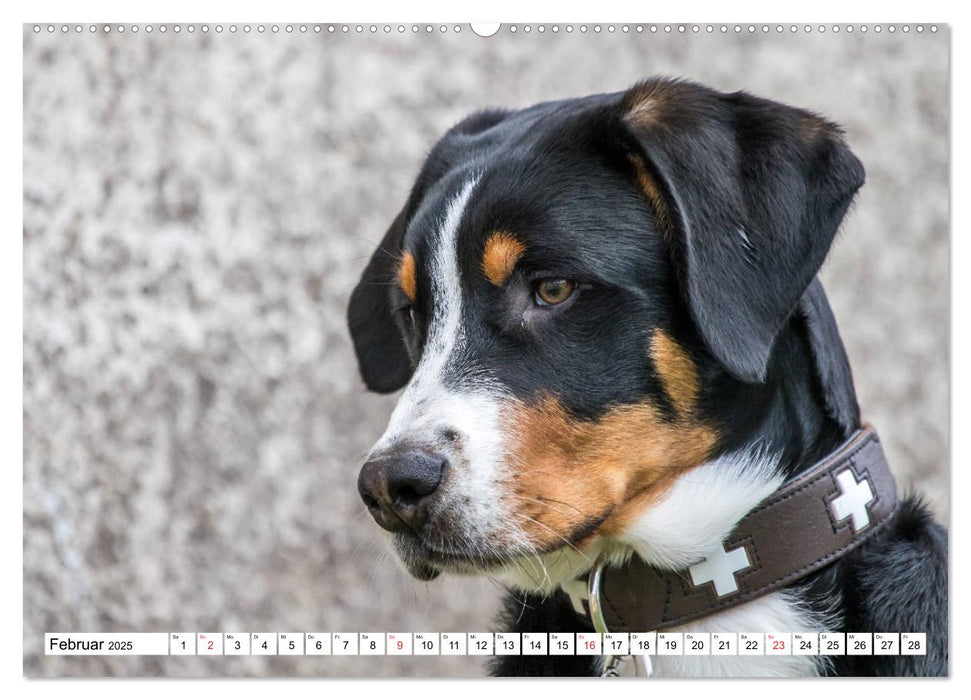 Großer Schweizer Sennenhund (CALVENDO Premium Wandkalender 2025)