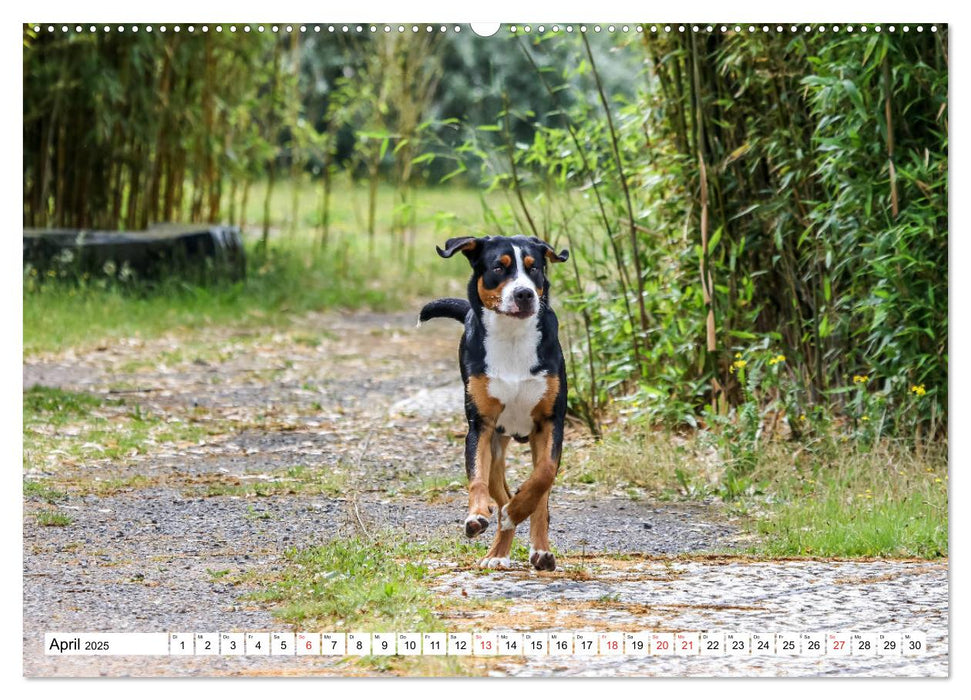 Großer Schweizer Sennenhund (CALVENDO Premium Wandkalender 2025)