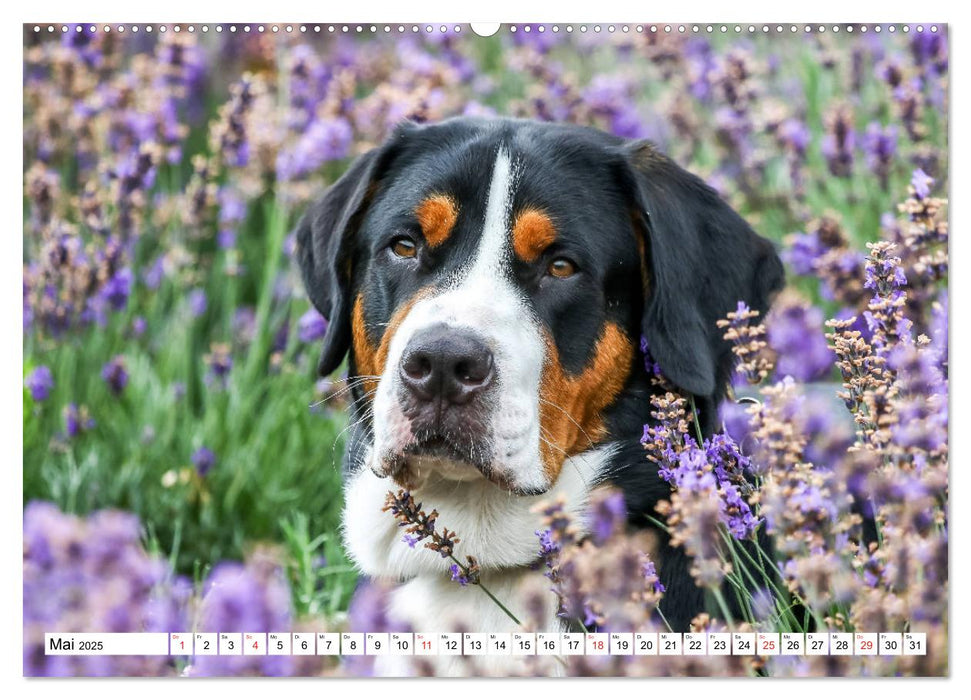 Großer Schweizer Sennenhund (CALVENDO Premium Wandkalender 2025)