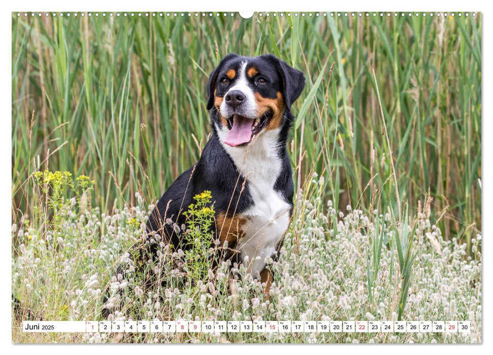 Großer Schweizer Sennenhund (CALVENDO Premium Wandkalender 2025)