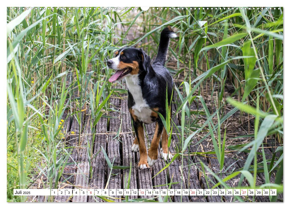 Großer Schweizer Sennenhund (CALVENDO Premium Wandkalender 2025)