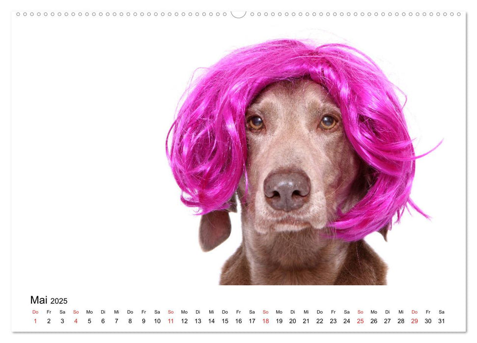 Funny Dogs (CALVENDO Premium Wandkalender 2025)