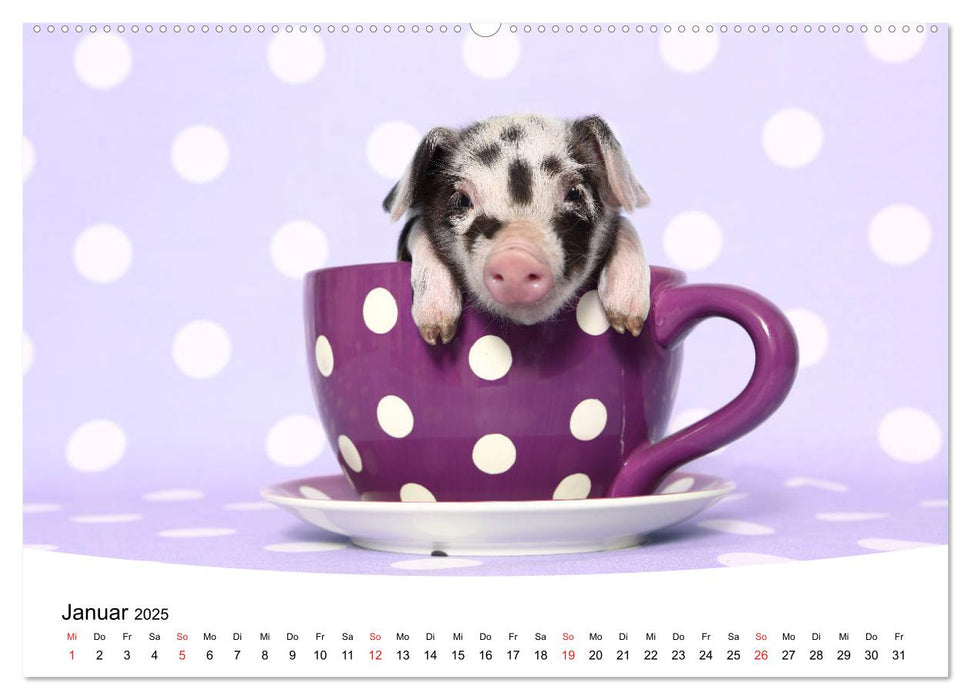 Niedliche Ferkel lovely piglets 2025 (CALVENDO Premium Wandkalender 2025)