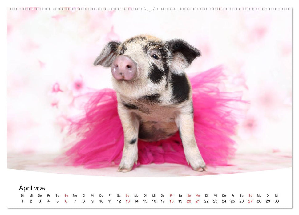 Niedliche Ferkel lovely piglets 2025 (CALVENDO Premium Wandkalender 2025)