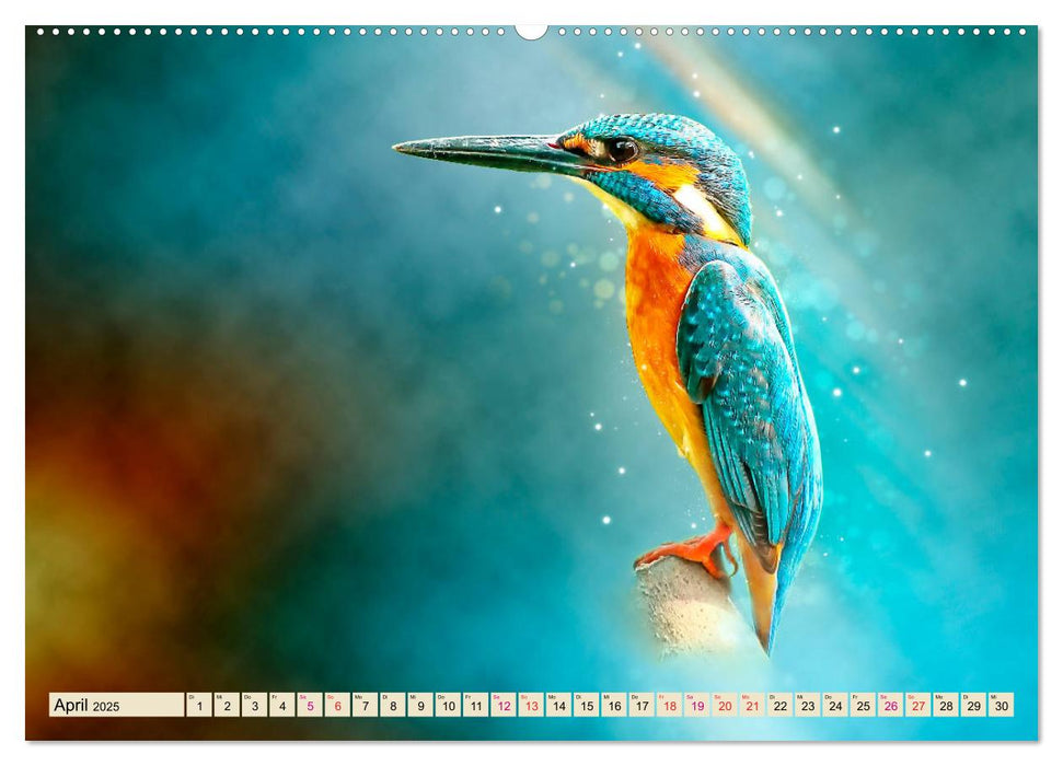 Wunderschöner Eisvogel (CALVENDO Premium Wandkalender 2025)