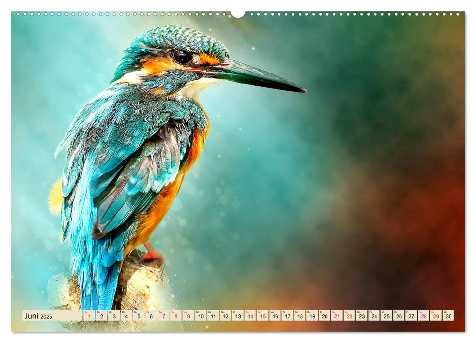 Wunderschöner Eisvogel (CALVENDO Premium Wandkalender 2025)